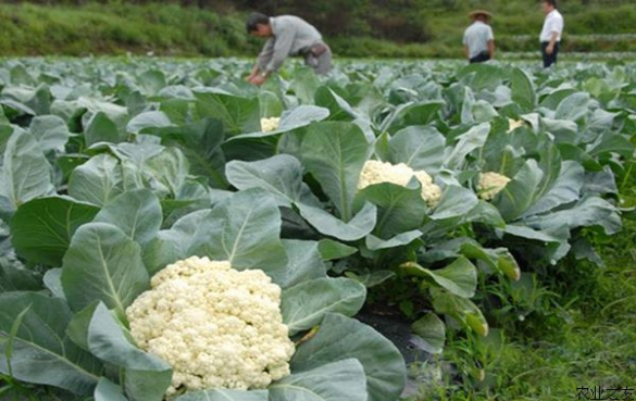 花椰菜